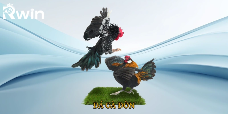 Đá Gà Đòn
