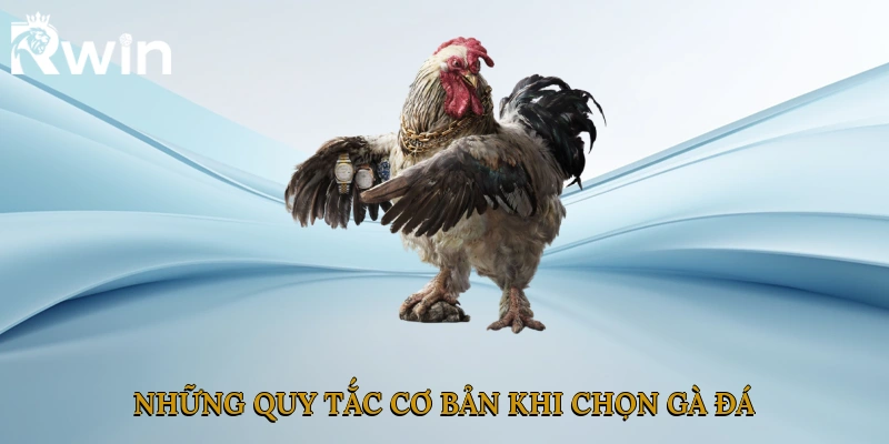 Những quy tắc cơ bản khi chọn gà đá