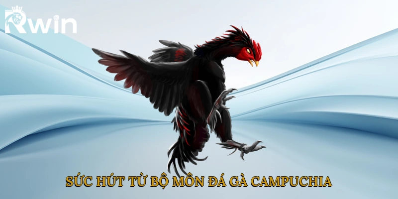 Sức hút từ bộ môn đá gà Campuchia
