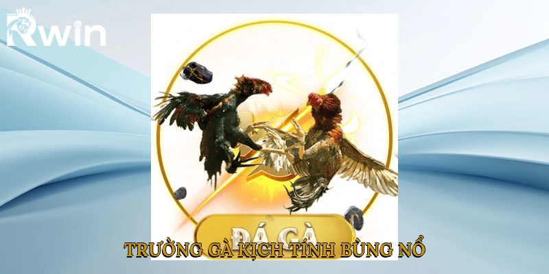 Trường gà kịch tính bùng nổ